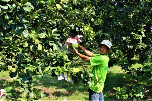 Cấp mã số vùng trồng: Hướng đi cho giải pháp mở rộng thị trường, nâng cao giá trị nông sản