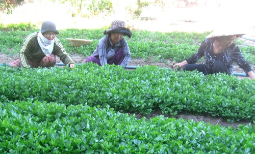 Liên kết chuỗi sản xuất nông nghiệp hữu cơ