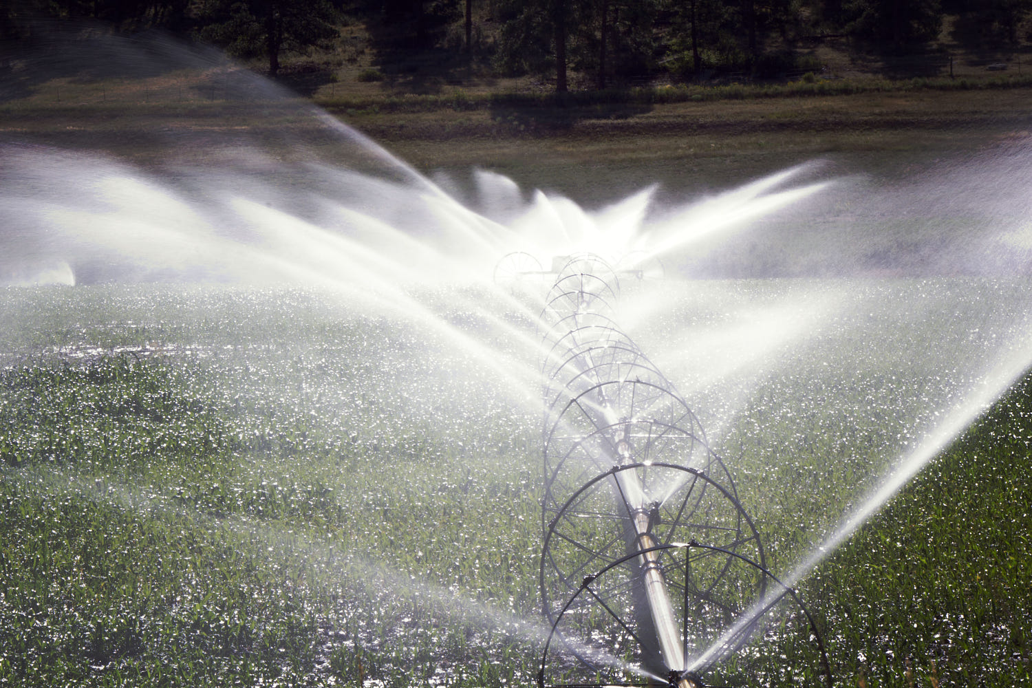 Hệ thống tưới tiêu tự động cho cây trồng