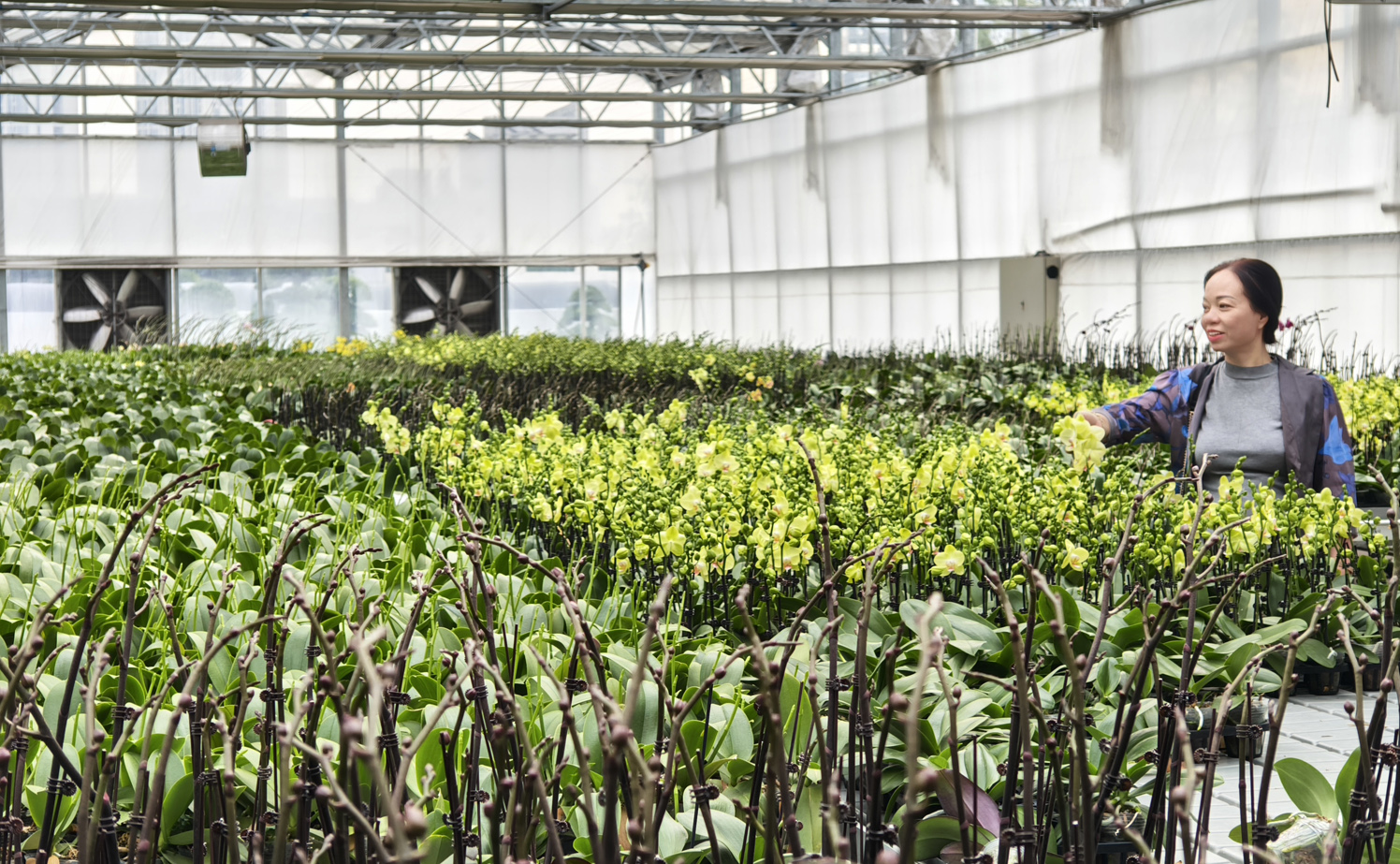 Vườn Hoa Lan tại Phật Sơn