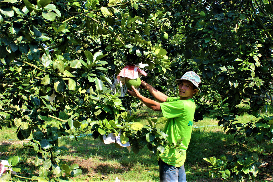 nha nong cham soc buoi da xanh