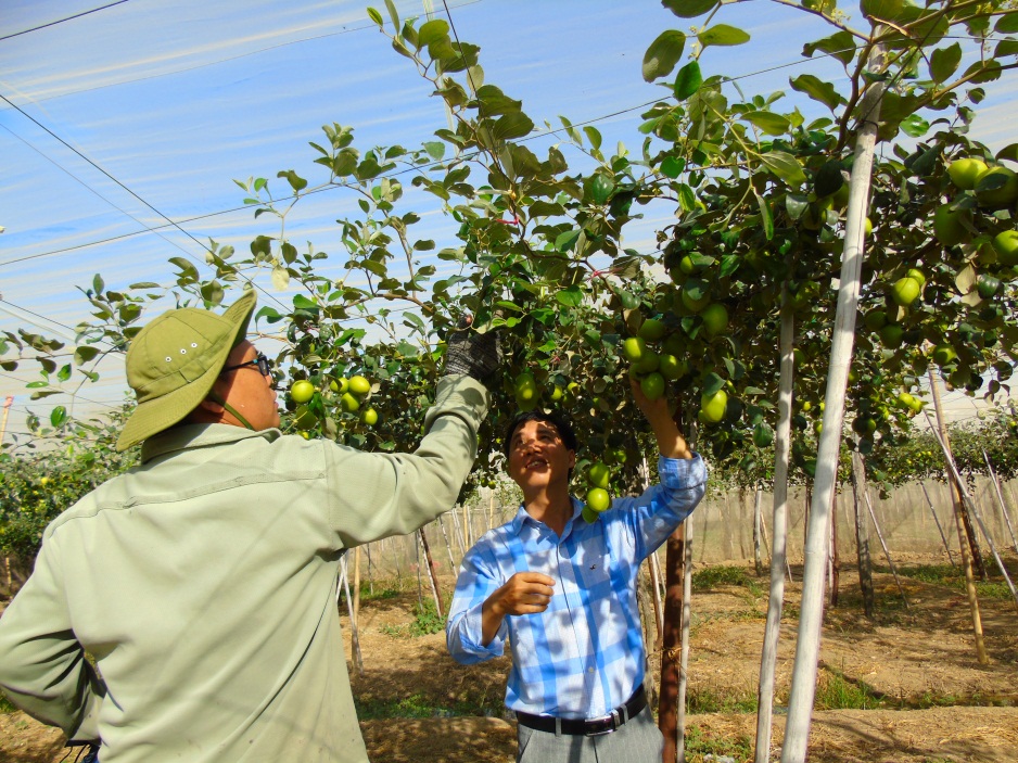 Nông dân ở thị trấn Phước Dân (huyện Ninh Phước, Ninh Thuận) thu hoạch táo trồng trong mô hình nhà lưới. 