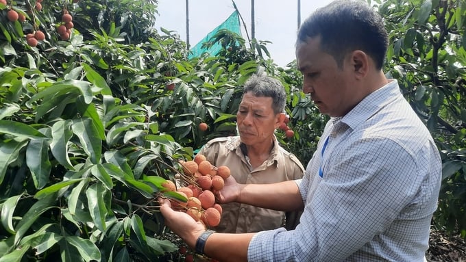 Ông Phạm Văn Trị (bên trái) ở khu Đá Bạc, phường Phương Nam giới thiệu về sản phẩm vải chín sớm