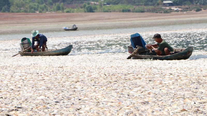 dong nai da thu gom het 200 tan ca noi trang ho song may hinh 2