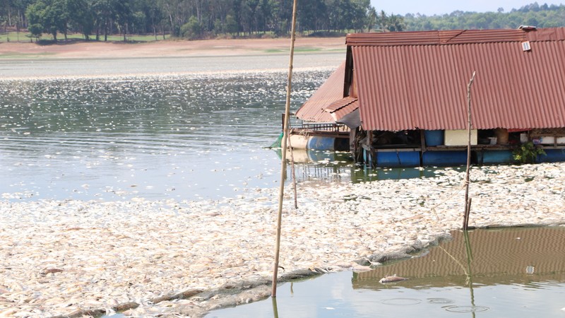dong nai da thu gom het 200 tan ca noi trang ho song may