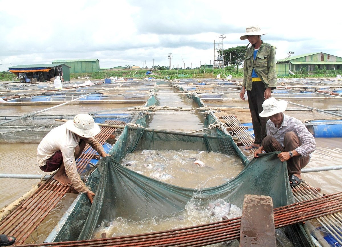Nuôi cá rô phi tại khu vực ĐBSCL. Ảnh: Lê Hoàng Vũ.