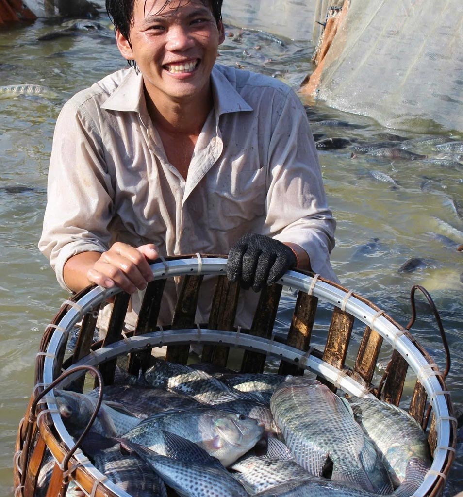 Hiện sản lượng cá rô phi Việt Nam đạt