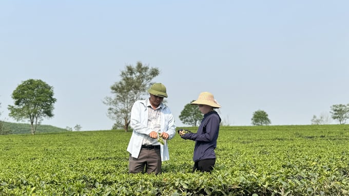Các thành viên Tổ hợp tác sản xuất chè VietGAP Nam Sơn (xã Kỳ Trung, Kỳ Anh) ngày càng chú trọng sản xuất chè theo hướng hữu cơ, chủ động đầu tư thâm canh chè có chất lượng, năng suất cao.