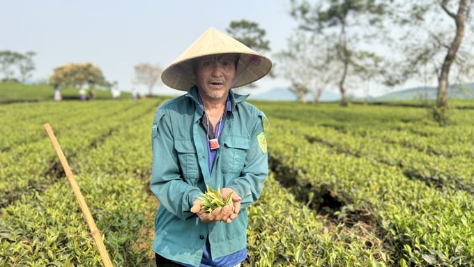 Thay đổi về quy trình, kỹ thuật canh tác đã 'khoác chiếc áo mới' cho vùng chè Kỳ Anh.