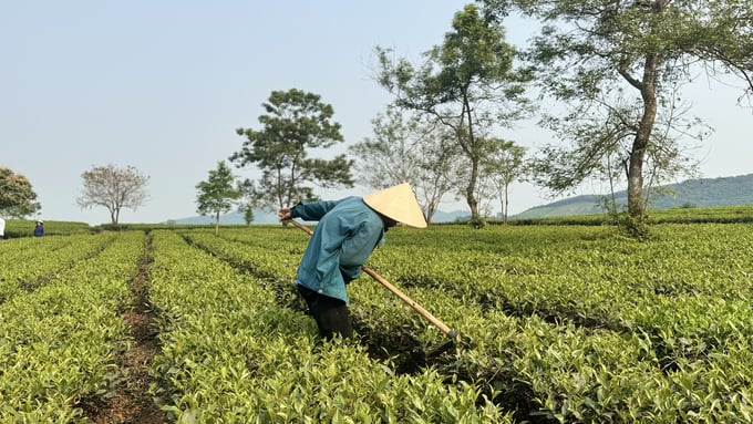 Người trồng chè ở Kỳ Anh ngày càng có sự chuyển biến tích cực trong ý thức canh tác chè theo hướng đảm bảo an toàn, thân thiện với môi trường. 